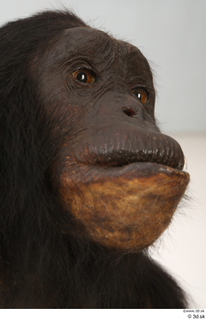 Chimpanzee Bonobo eye face head mouth nose 0003.jpg